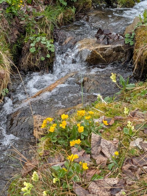 es wird langsam Frühling