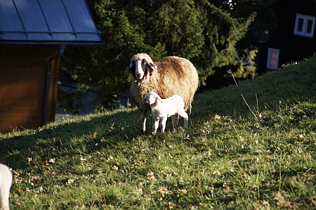 Schafe-